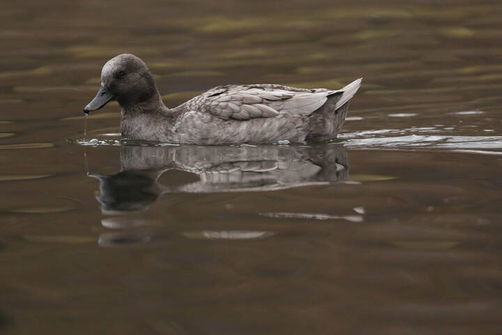 Утки бывают разные... 