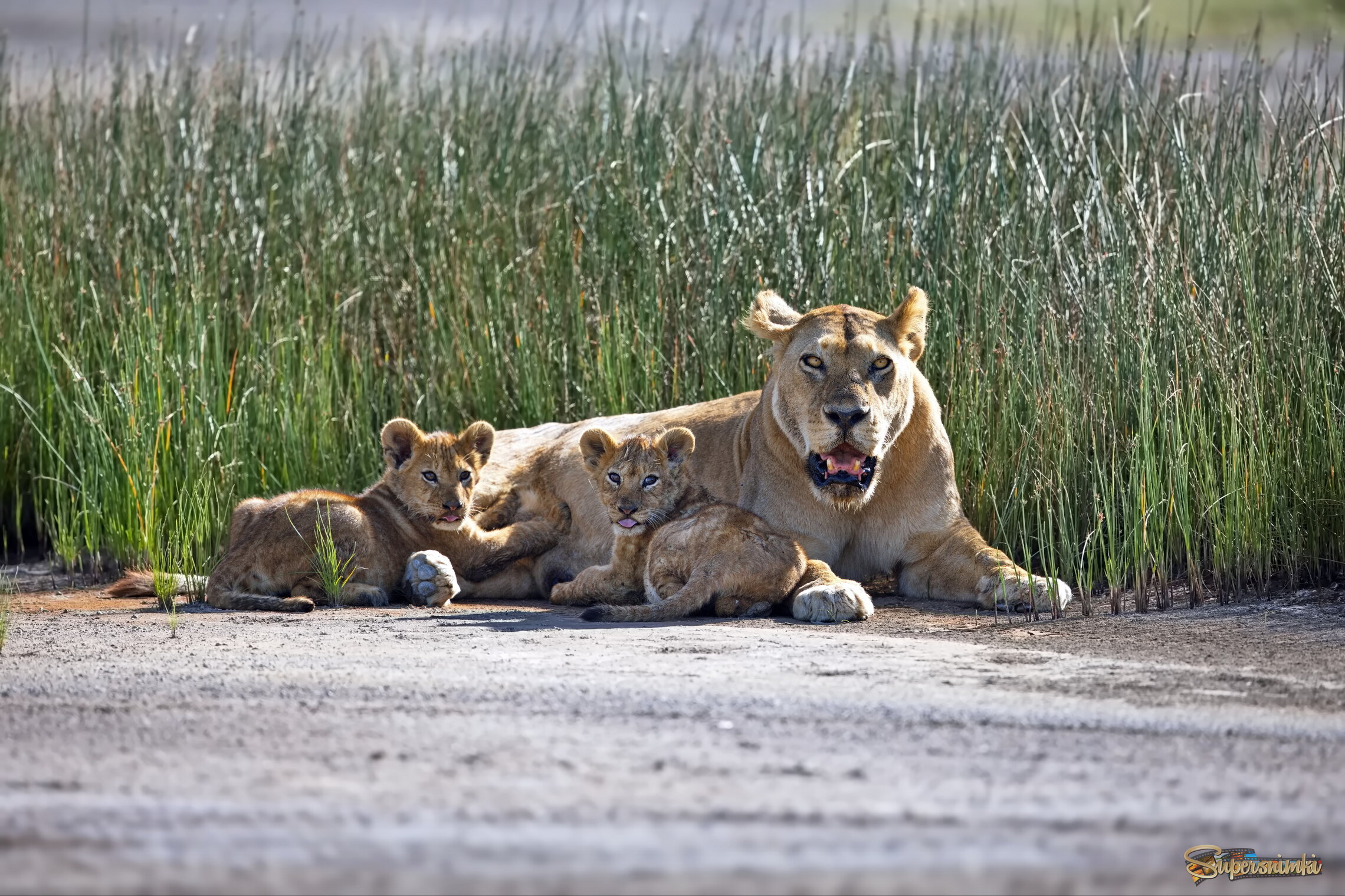 Семейство на пленэре