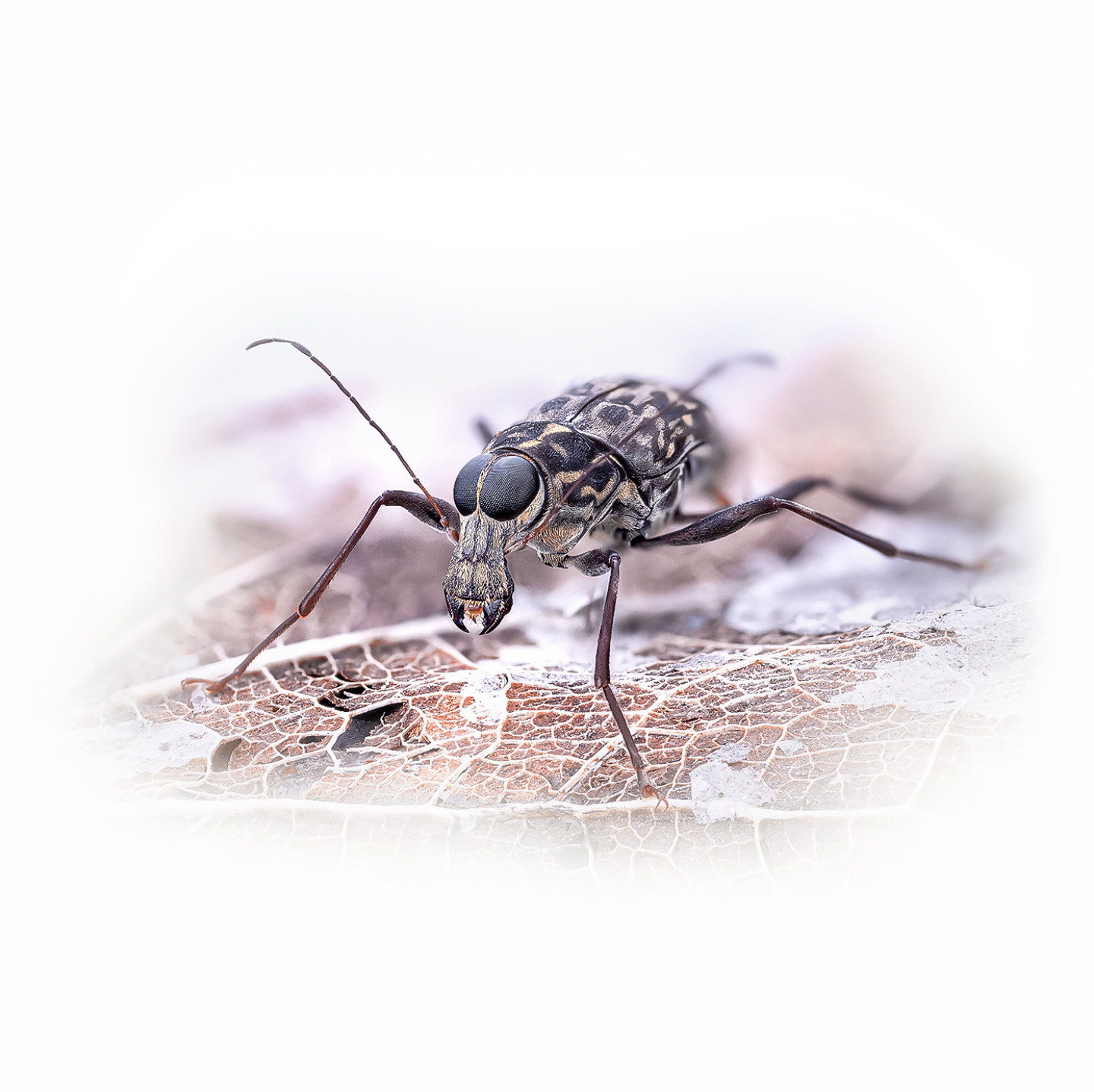 Ложнослоник