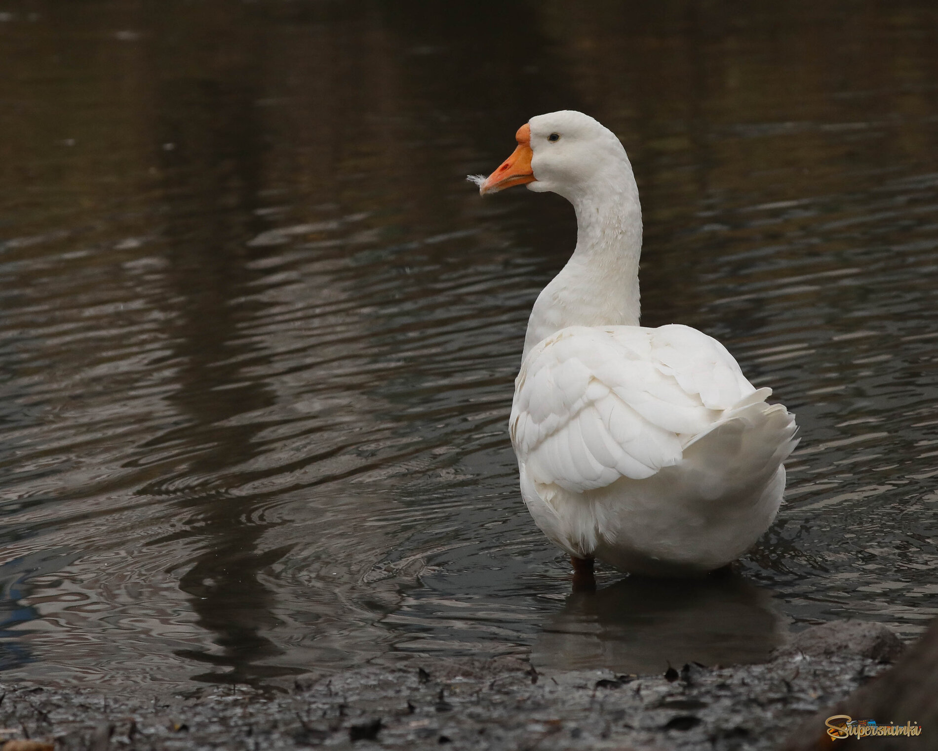 Куда же без гуся?