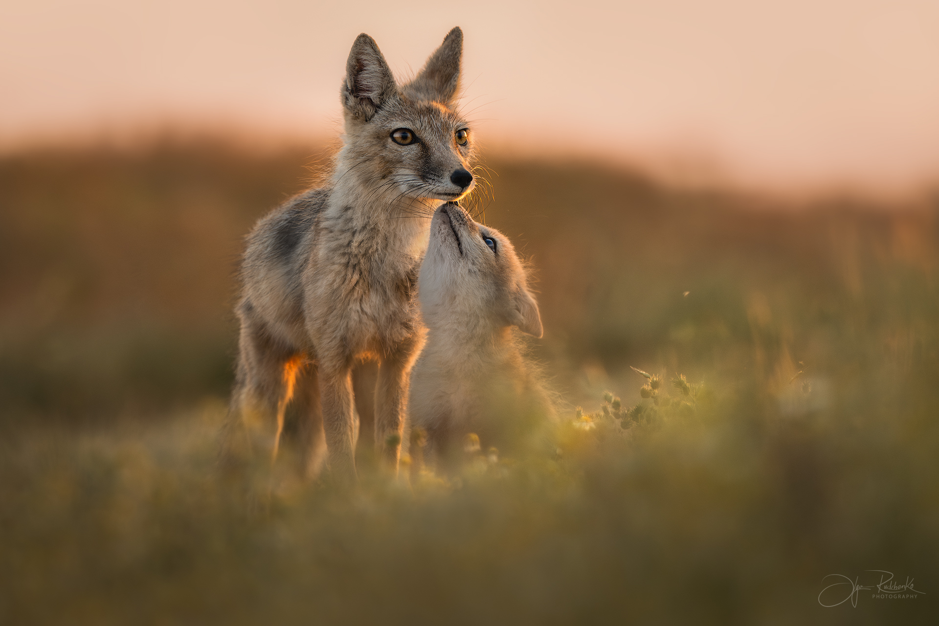 Когда трава касалась неба....