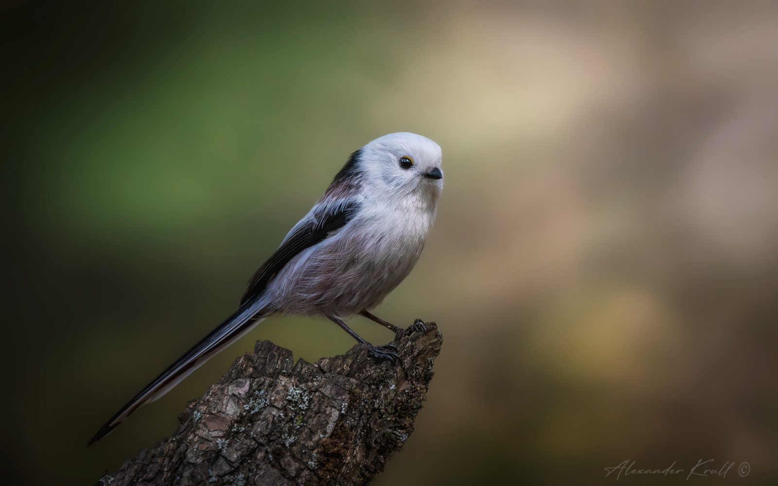 Белоснежка