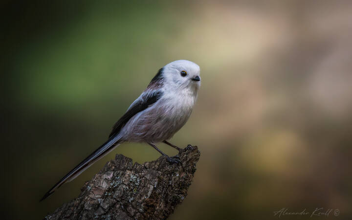 Белоснежка