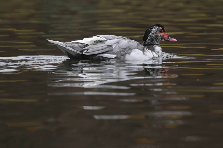 Странный очень