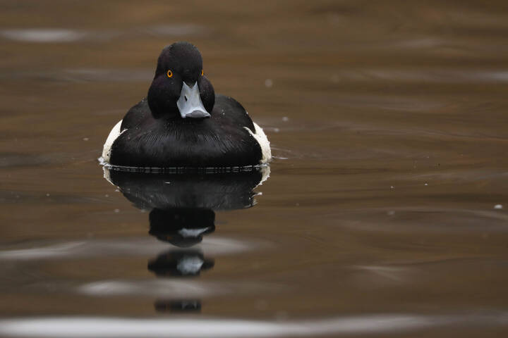 В покое на воде