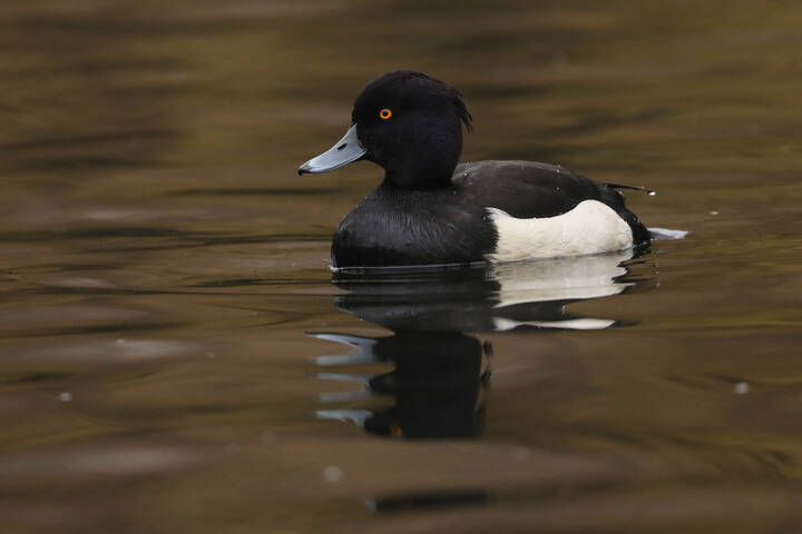 В покое на воде