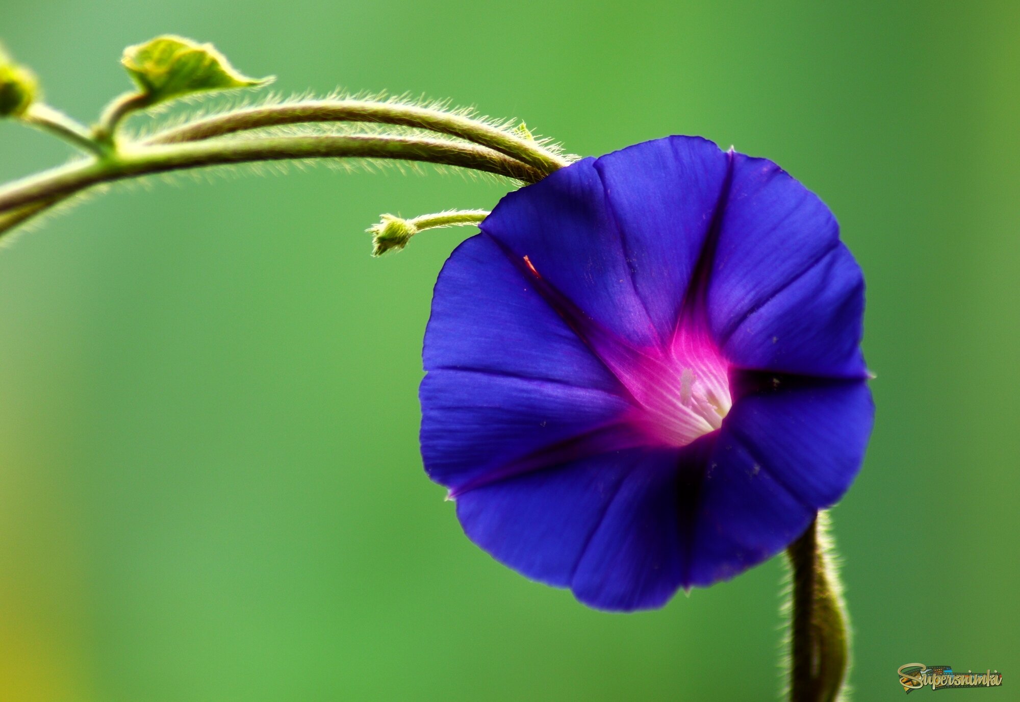 Цветы ушедшего лета