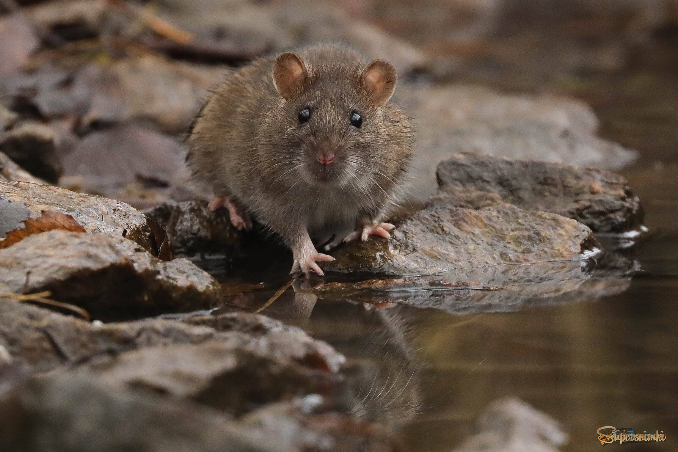 Посмотри в глаза своему страху!