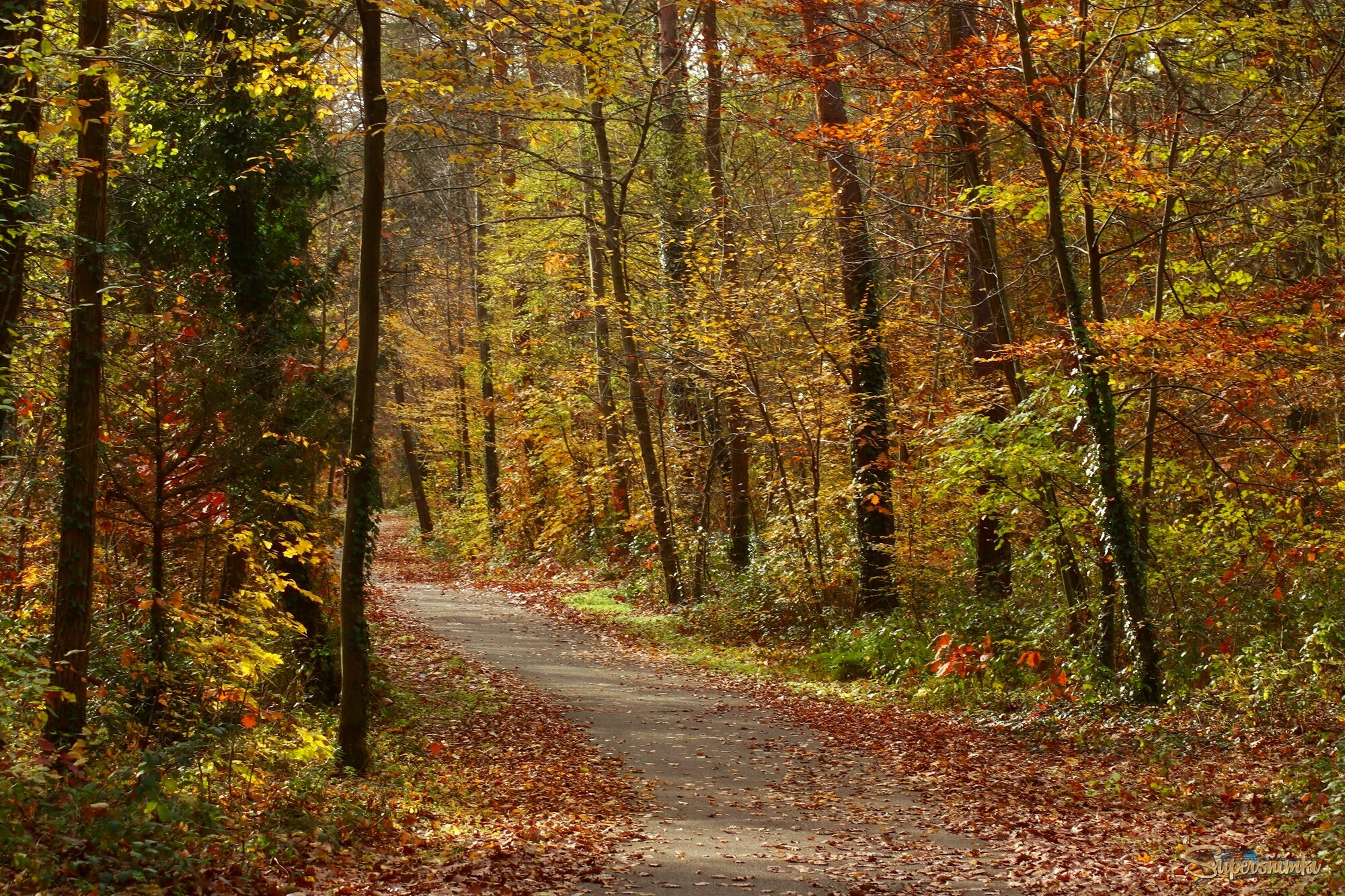 Осенние дорожки