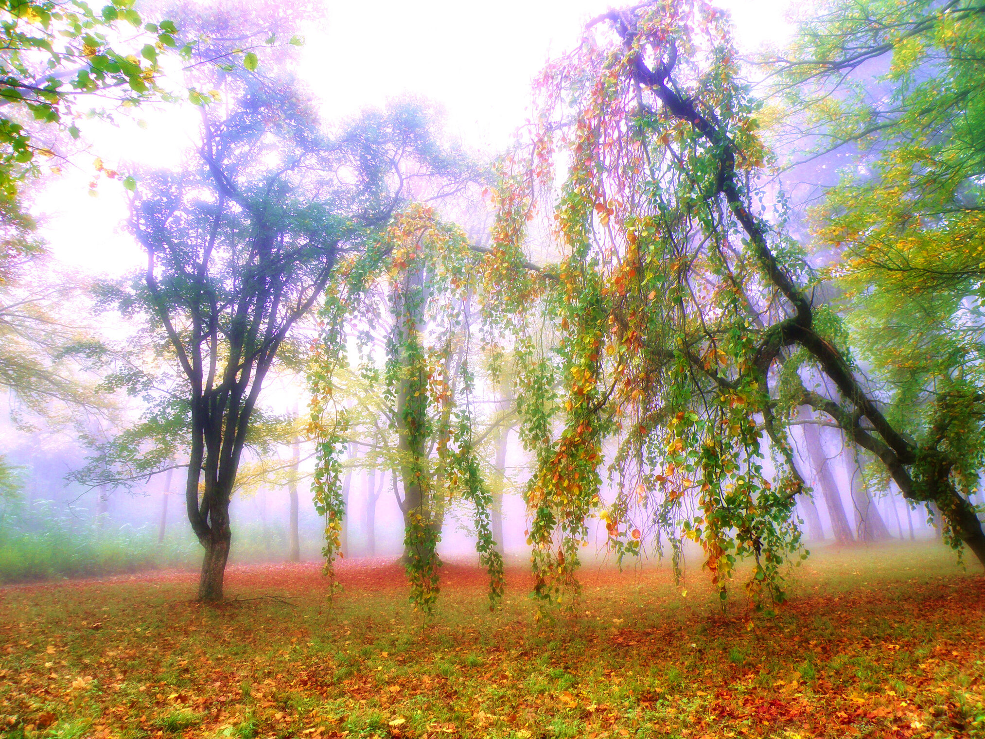 Осенние туманы.