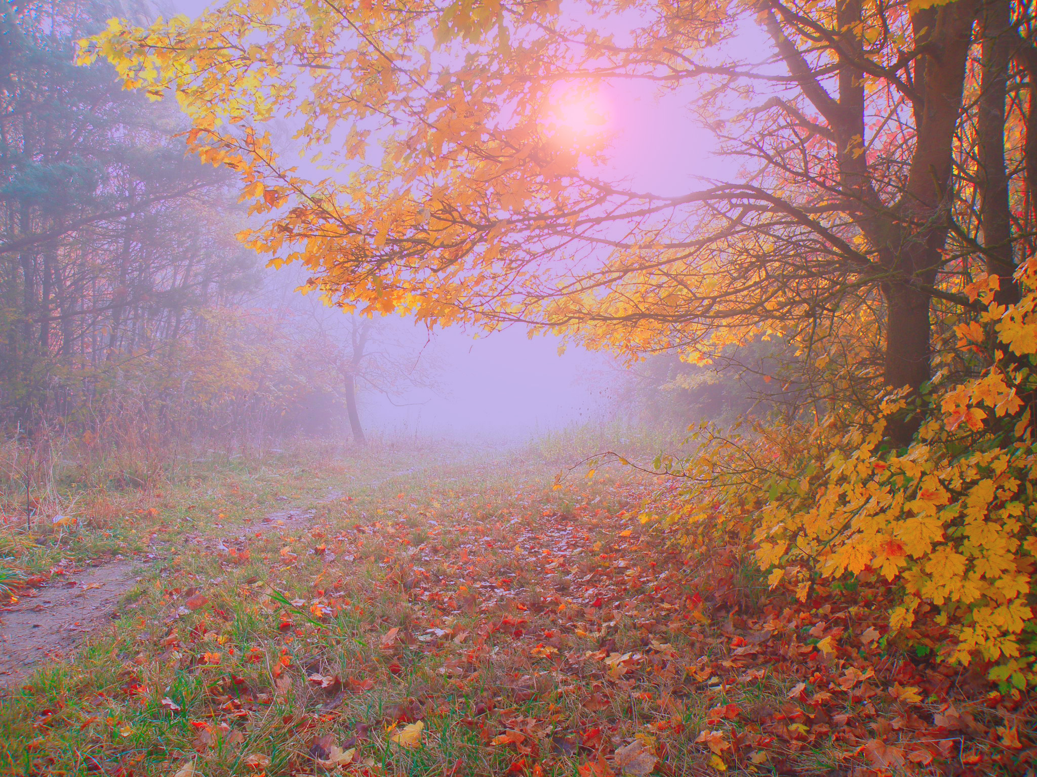 Осенние туманы.