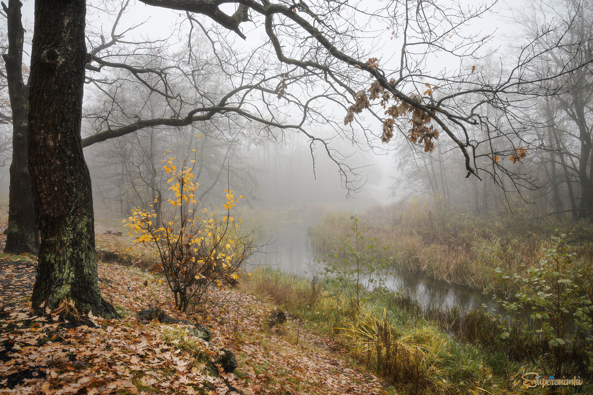 Туманное безмолвие