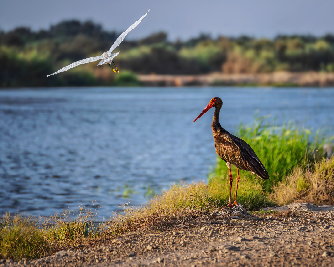 Случайная цапля