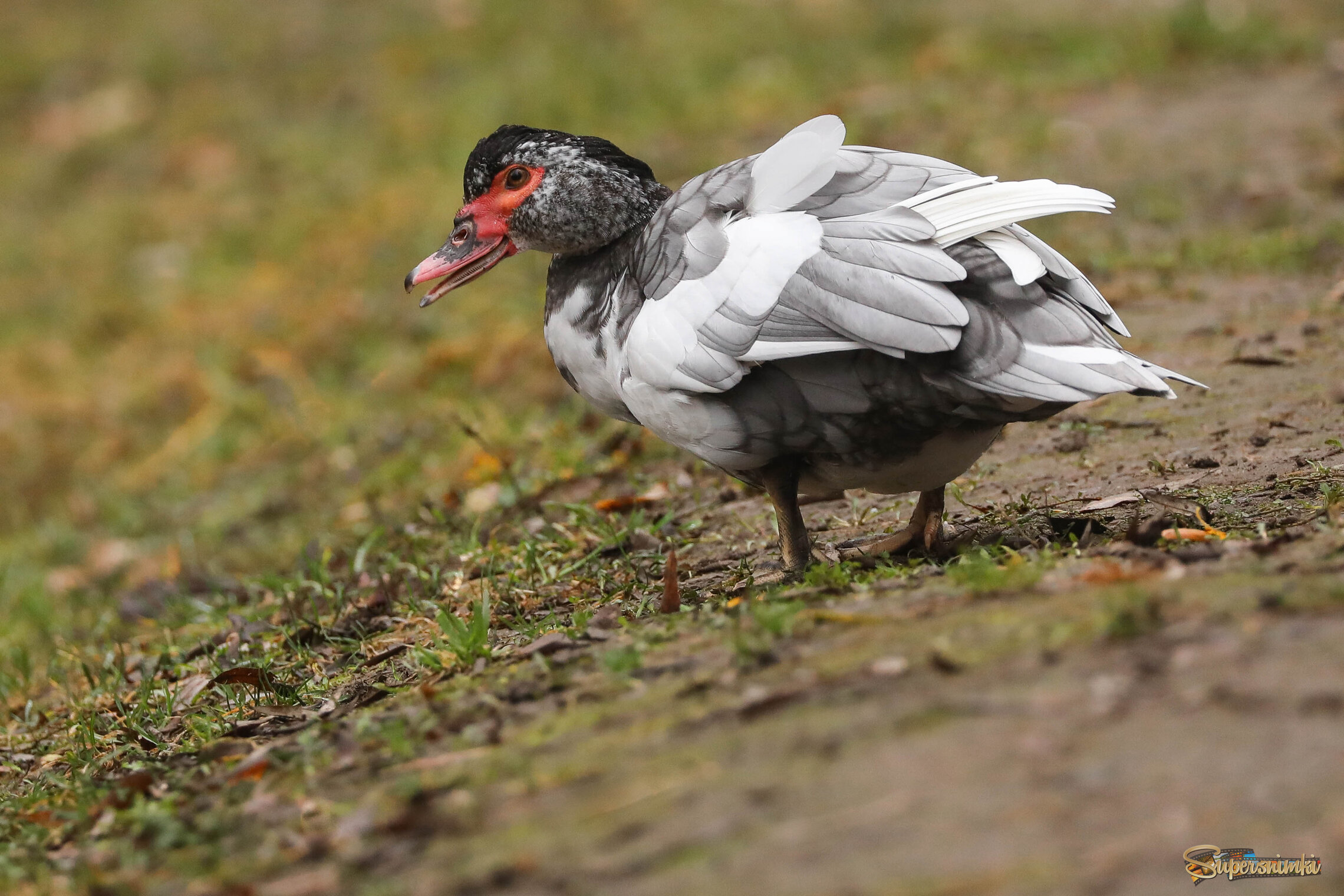 Ну ни фига себе, что утки вытворяют!