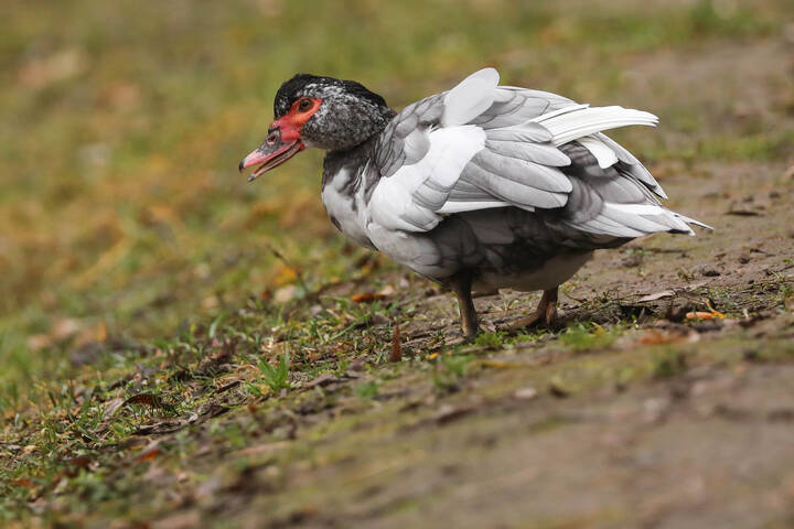 Ну ни фига себе, что утки вытворяют!