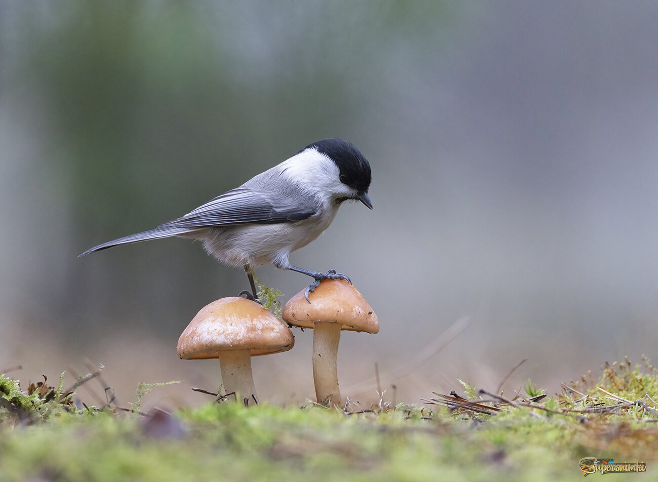 Картинка из леса