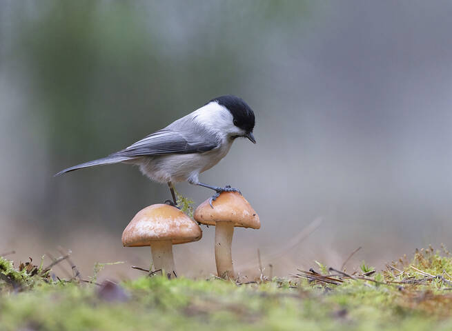 Картинка из леса