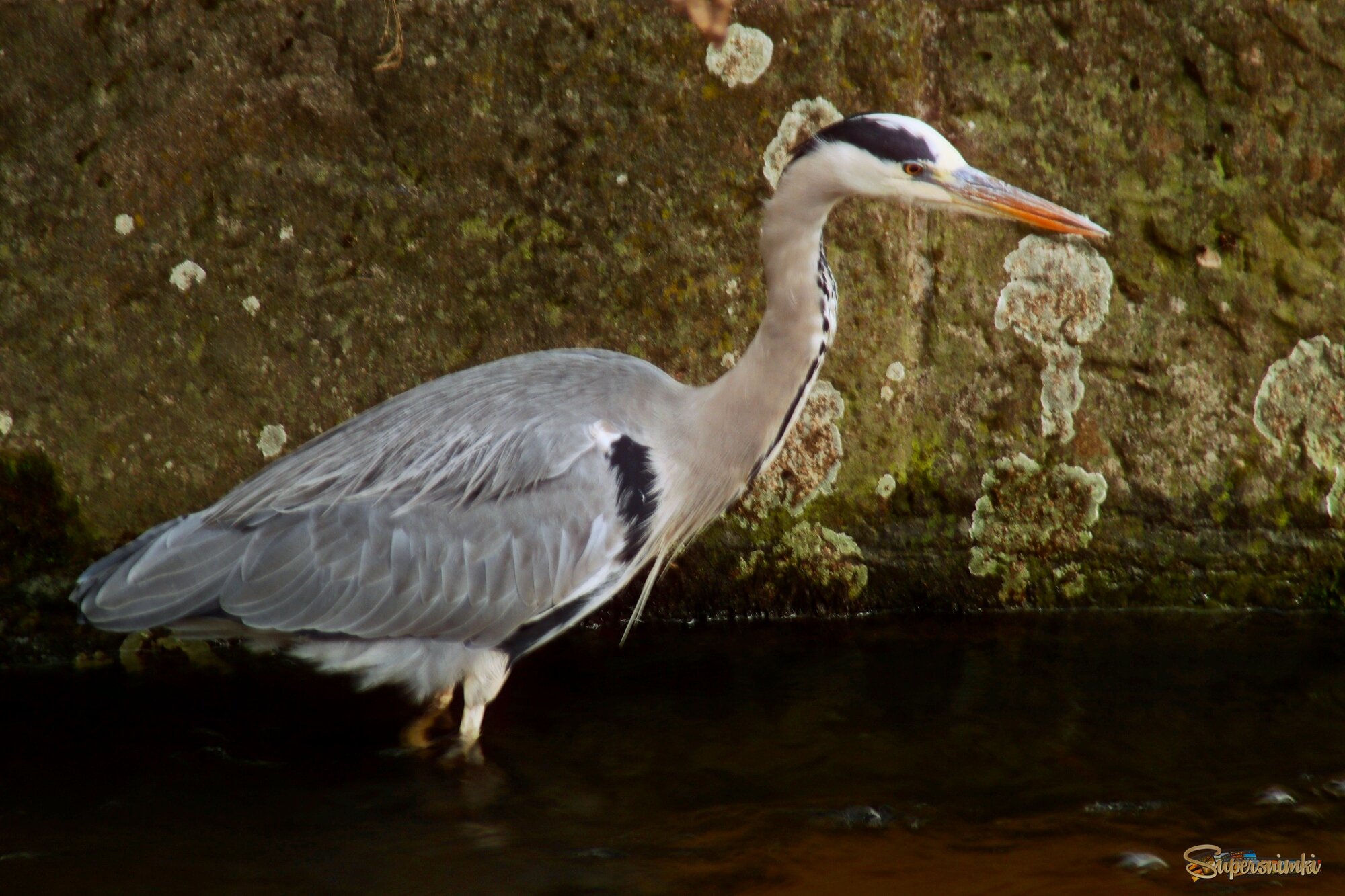 Притаилась