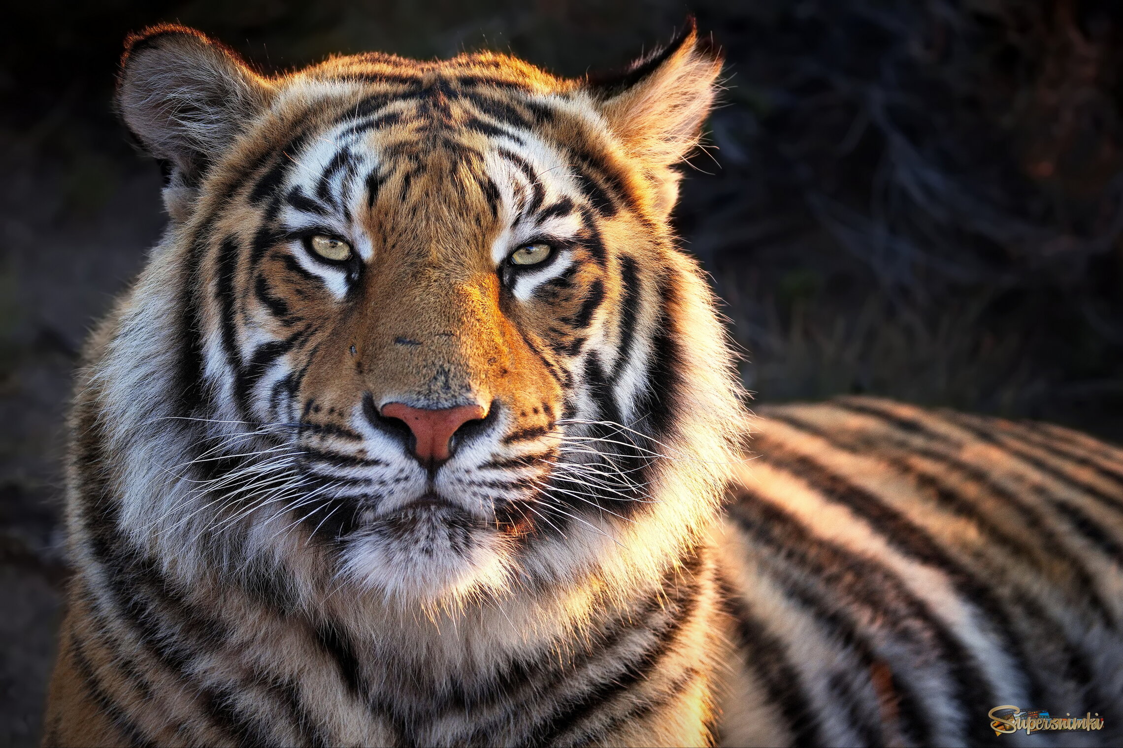 Тигриный портрет