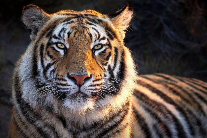 Тигриный портрет