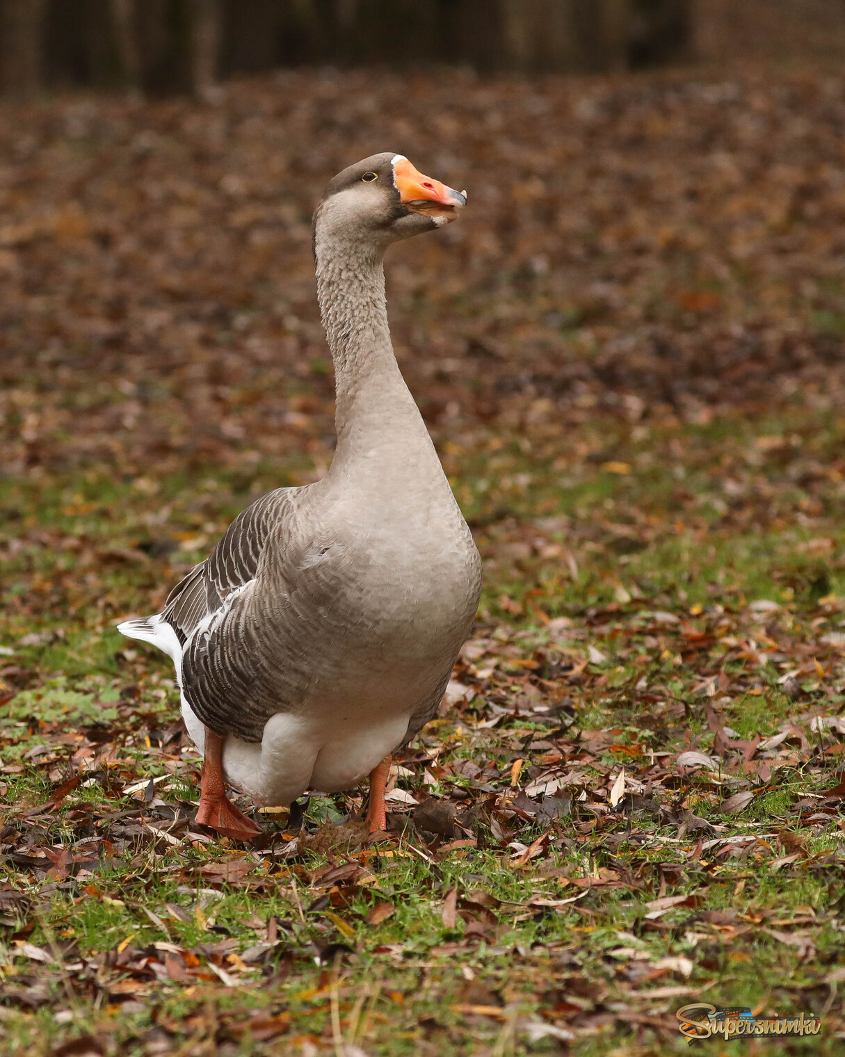 Куда бежим?