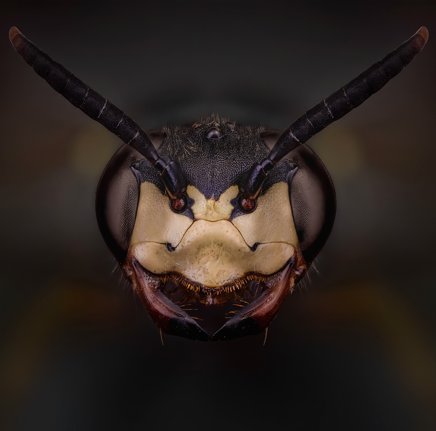 Пчелиный волк