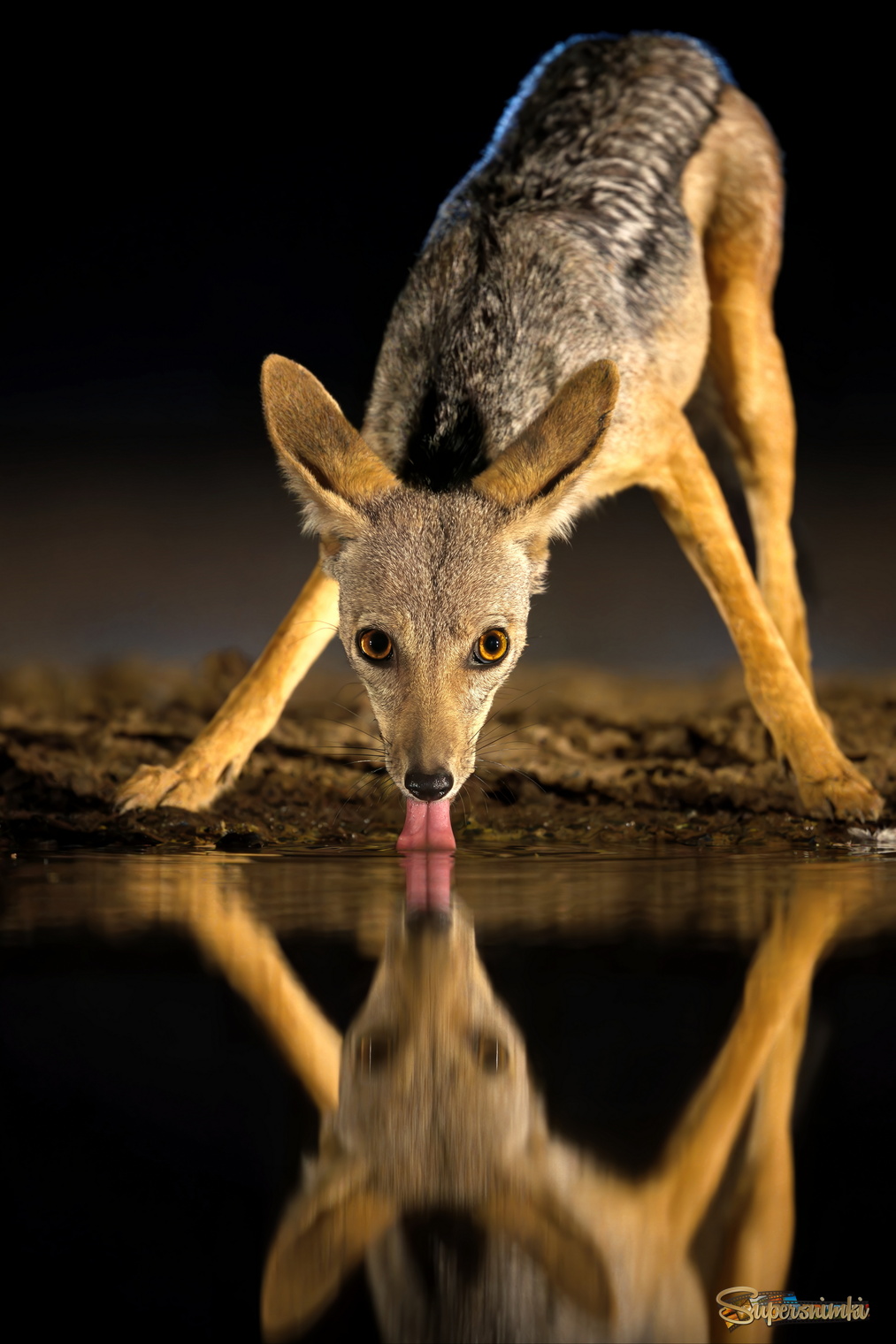 Ночной водопой