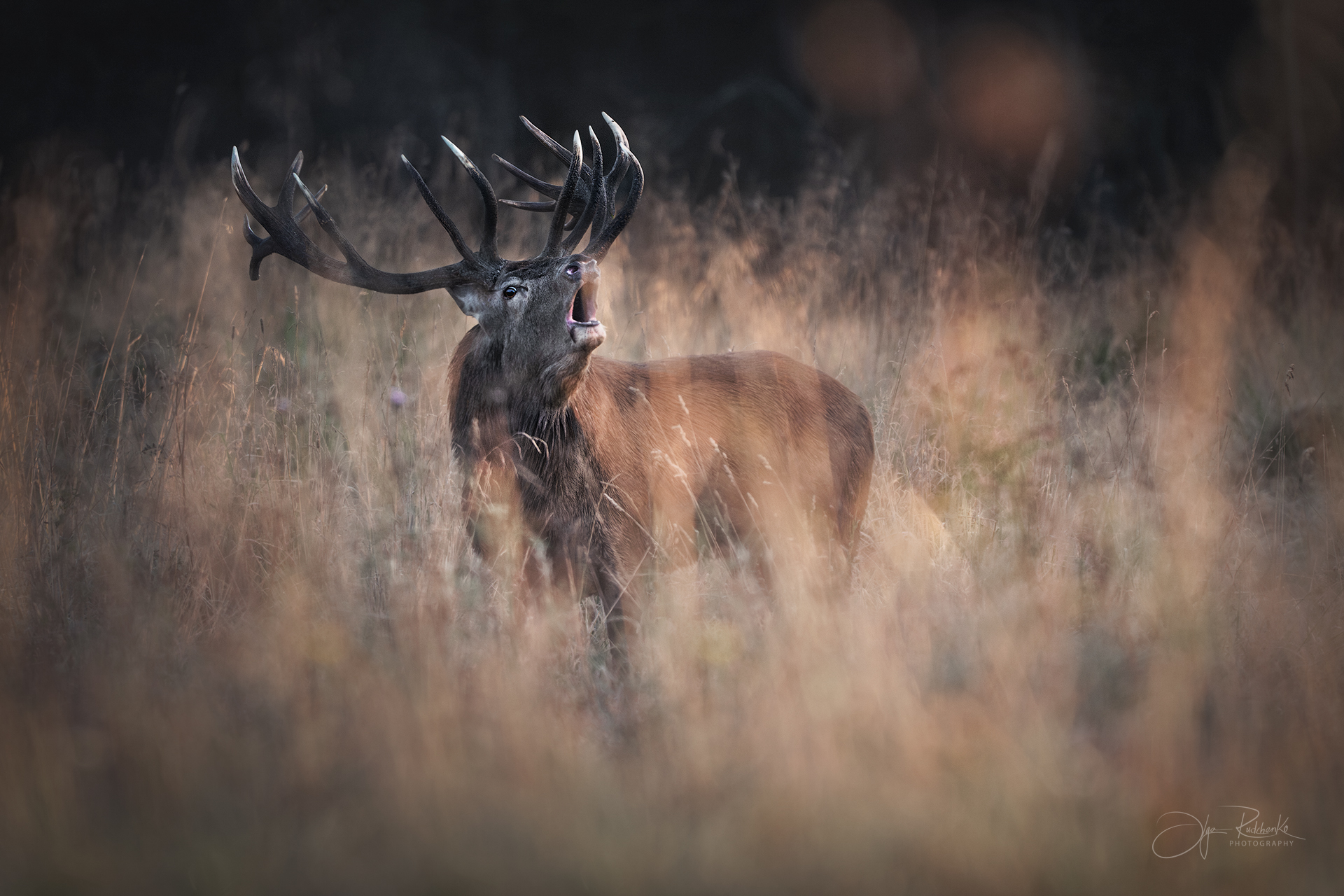 "Основной инстинкт"