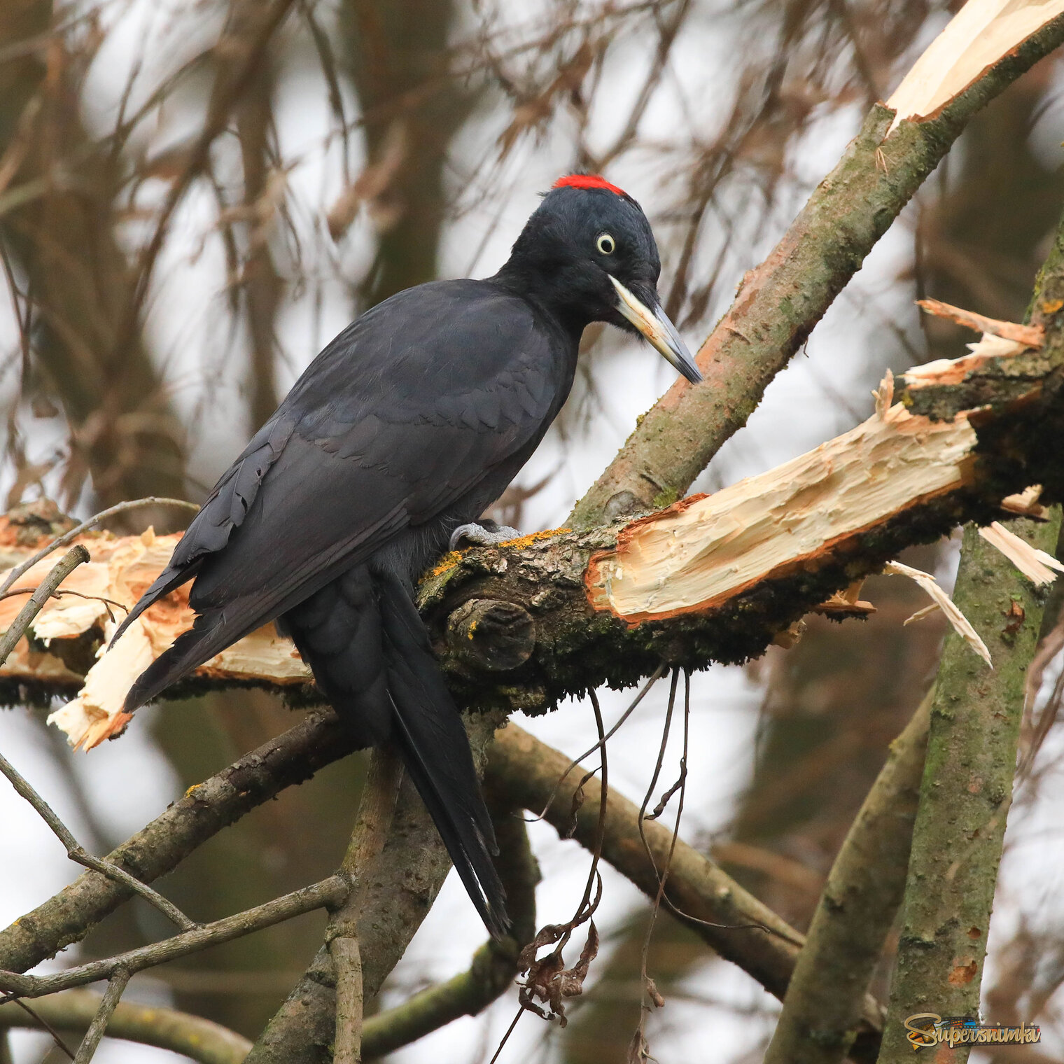 Плоды трудов 
