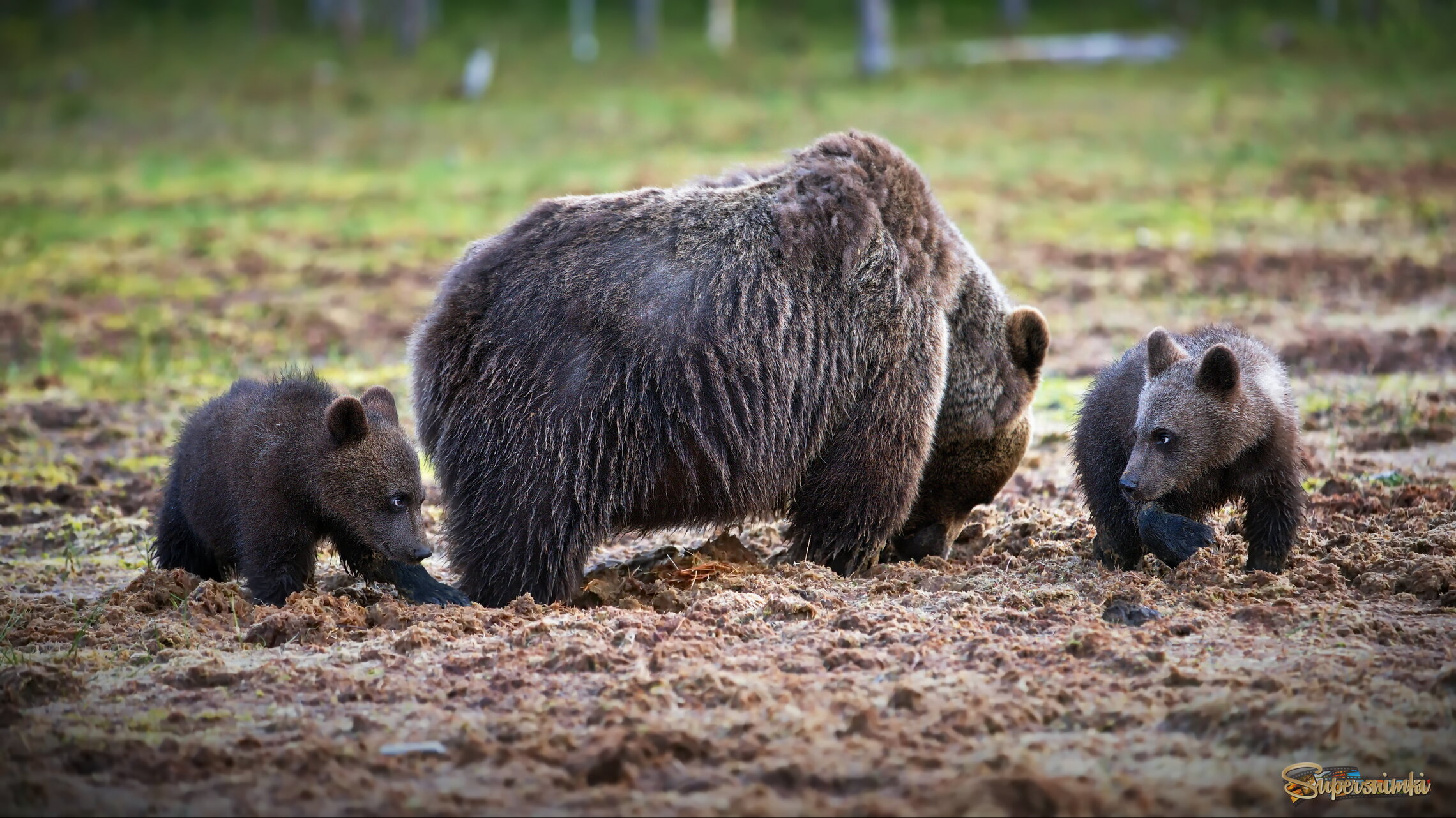 Прятки вокруг мамашки