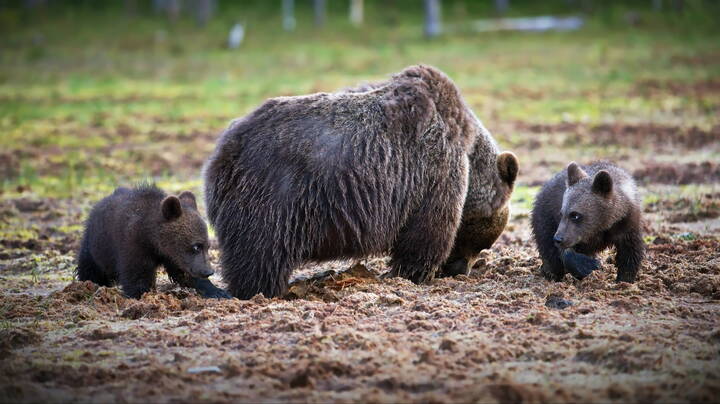 Прятки вокруг мамашки