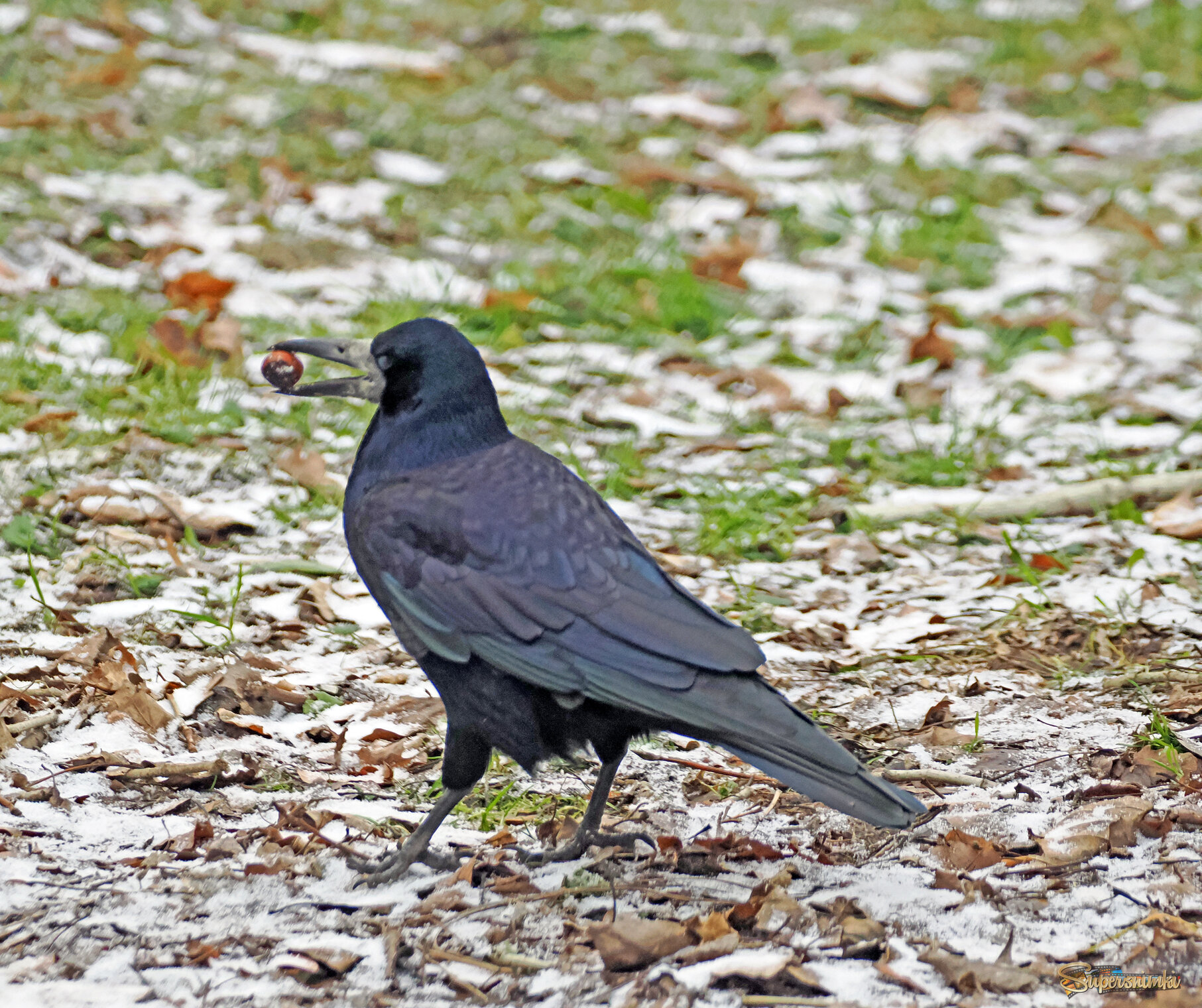 Грач с орехом, спрятанным белкой!