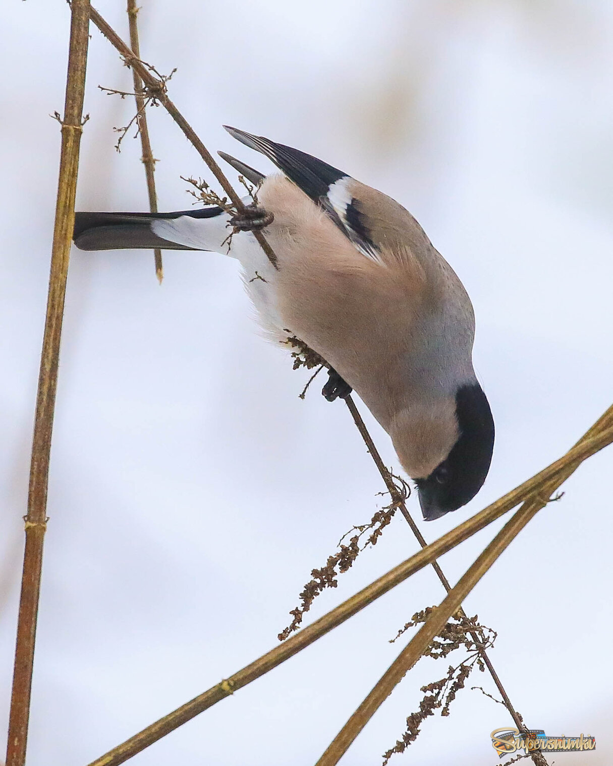 Попробуй прокормись!