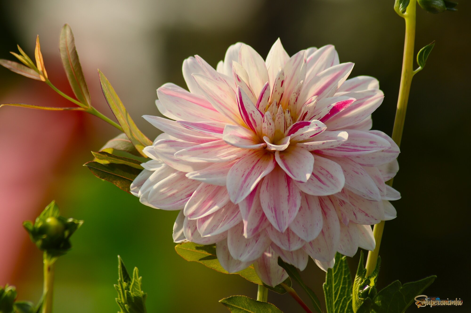 Цветы ушедшего лета