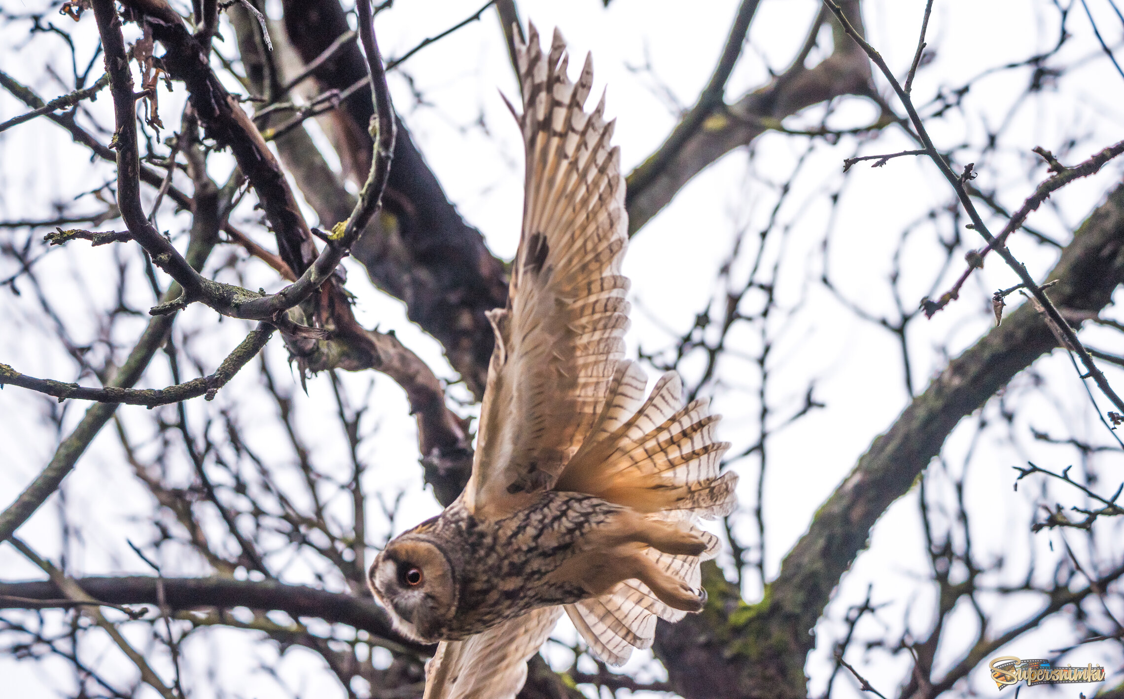 Ушастая сова.