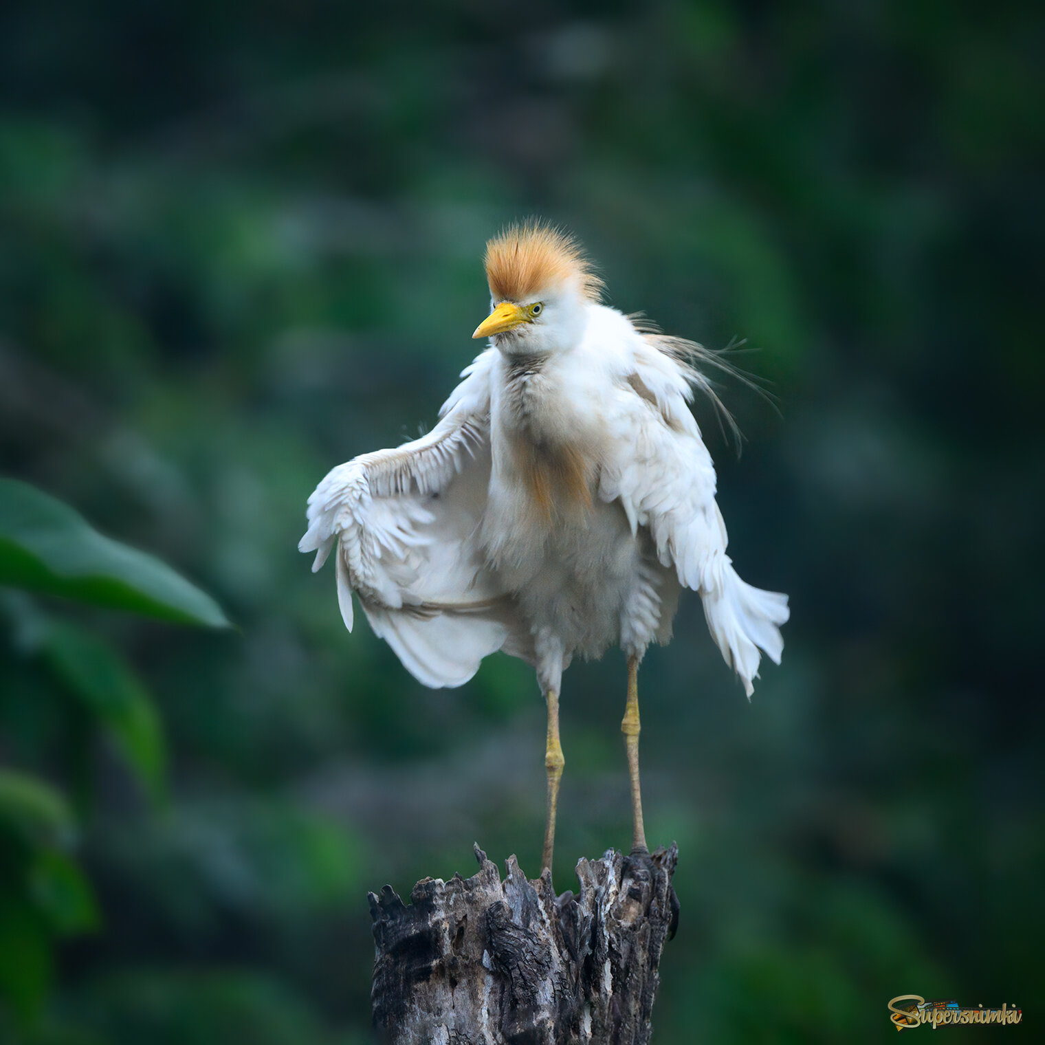 Cattle Egret
