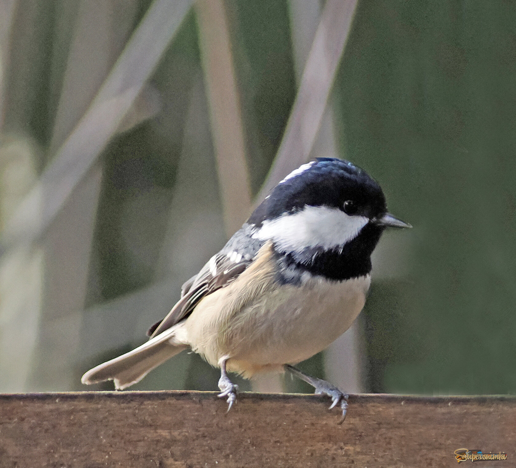 Московка или чёрная синица.
