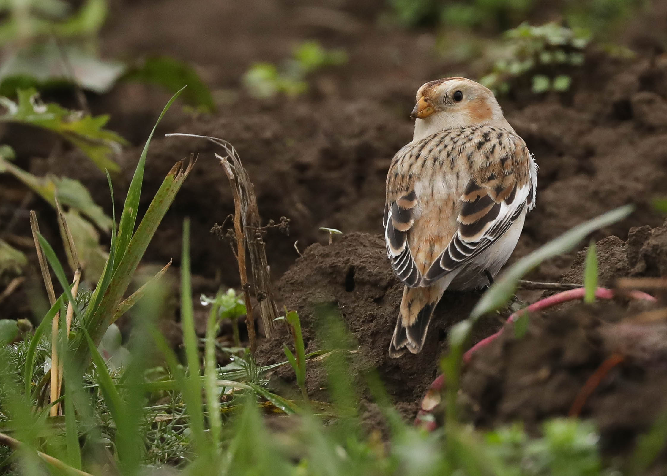Я тебя вижу!