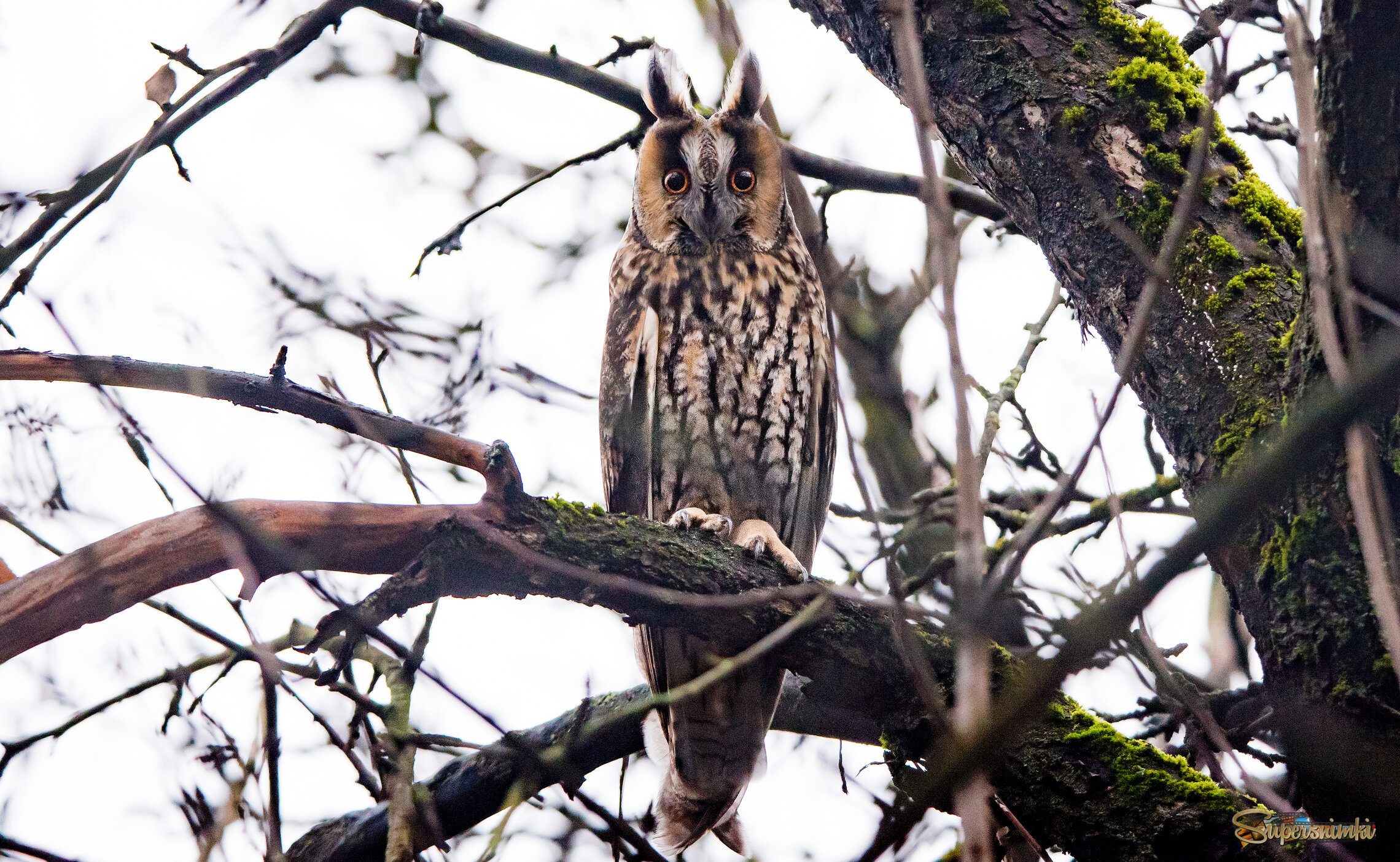 Ушастая сова.