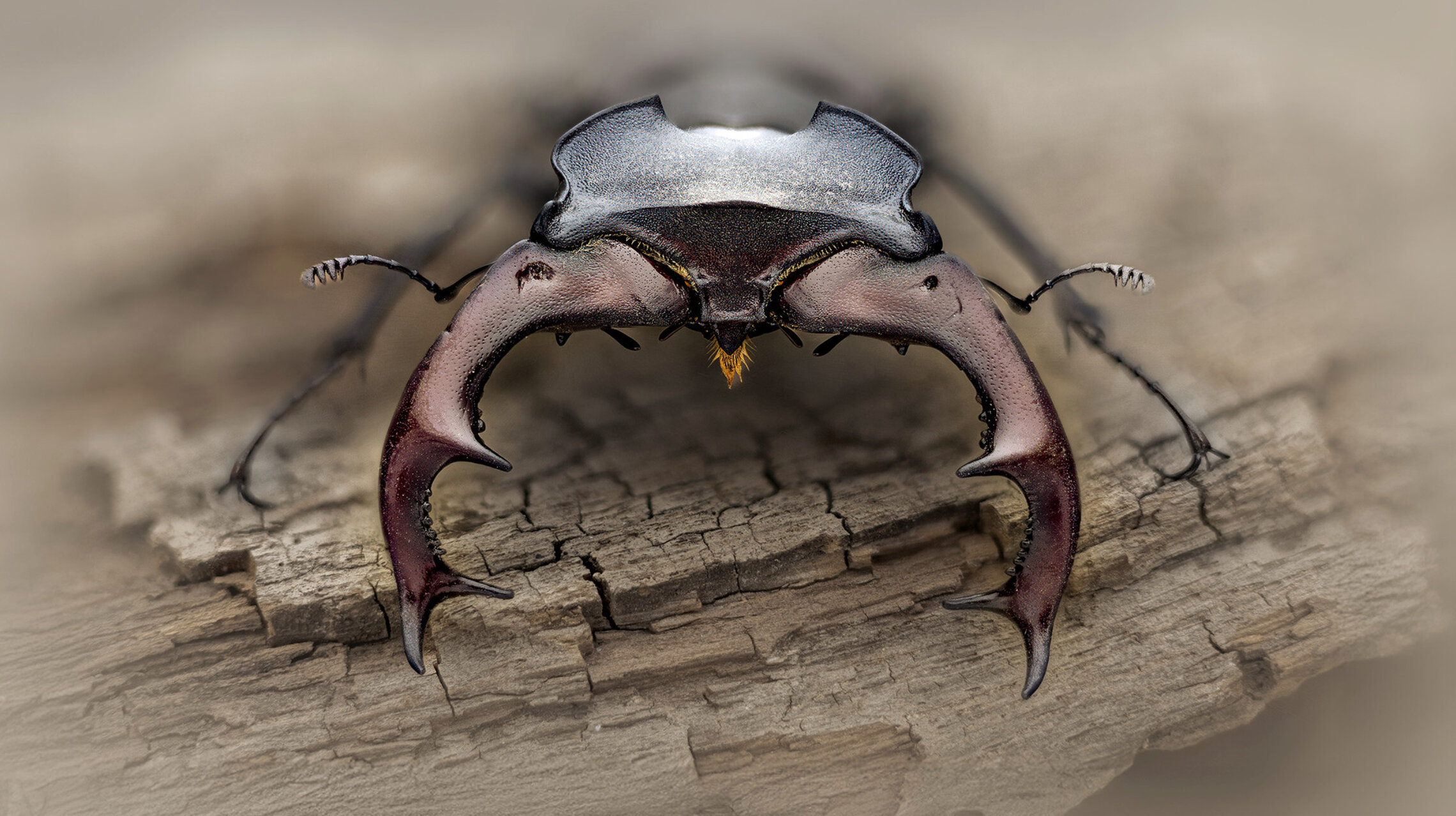 Lucanus cervus