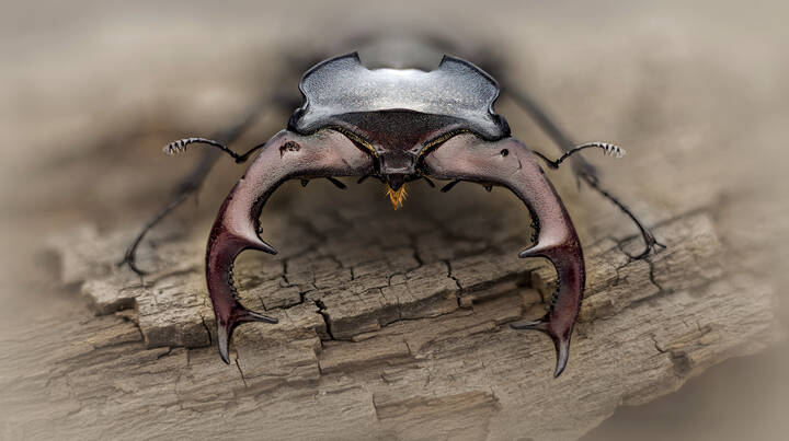 Lucanus cervus