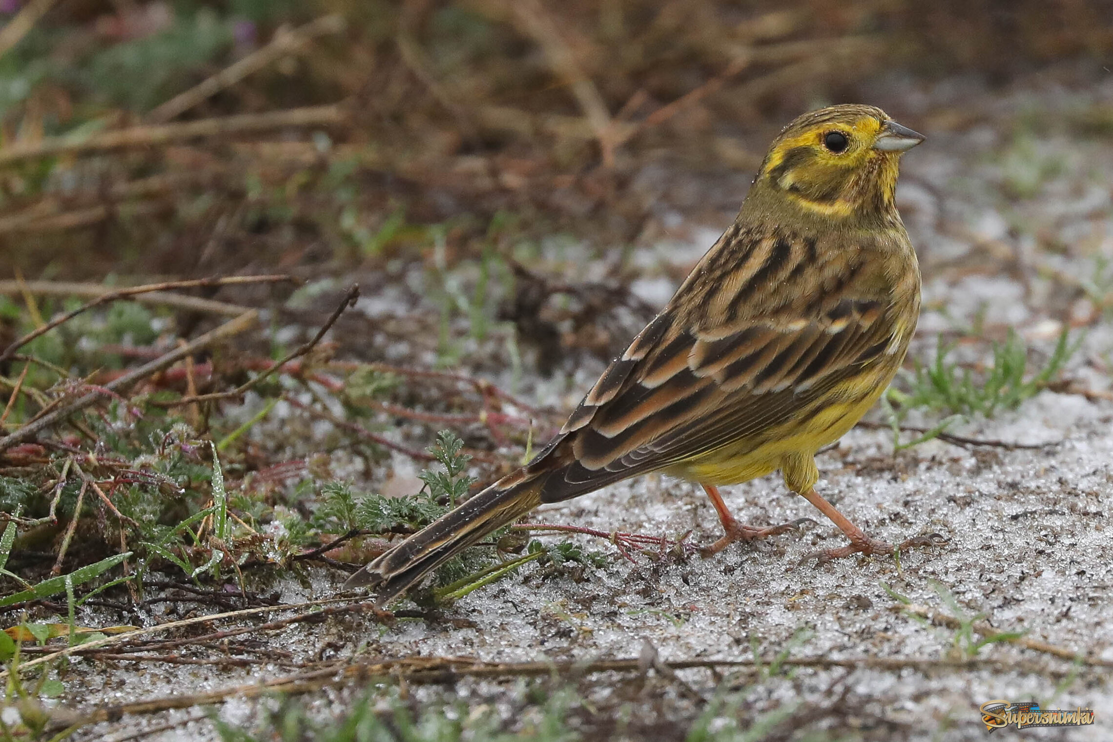 В снегодождь
