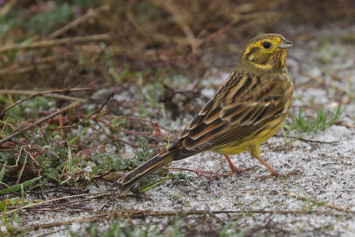 В снегодождь