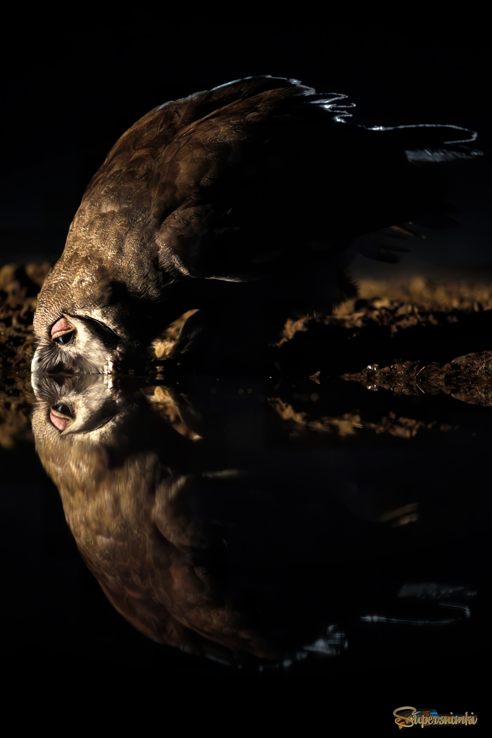 Совам тоже нужно пить...