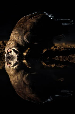 Совам тоже нужно пить...