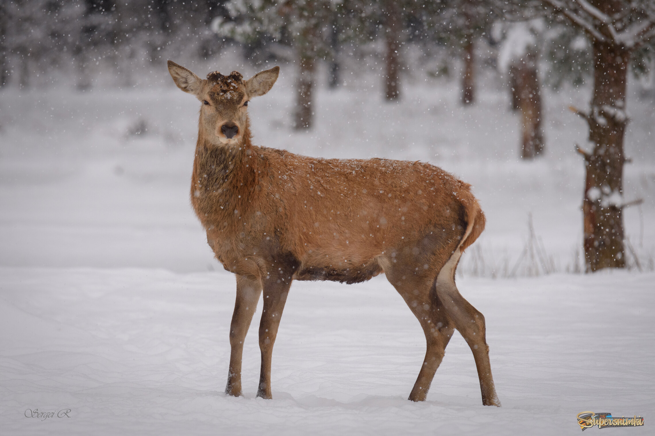 Тихо падал снег...