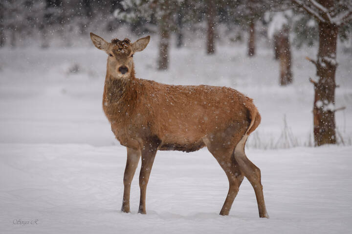 Тихо падал снег...