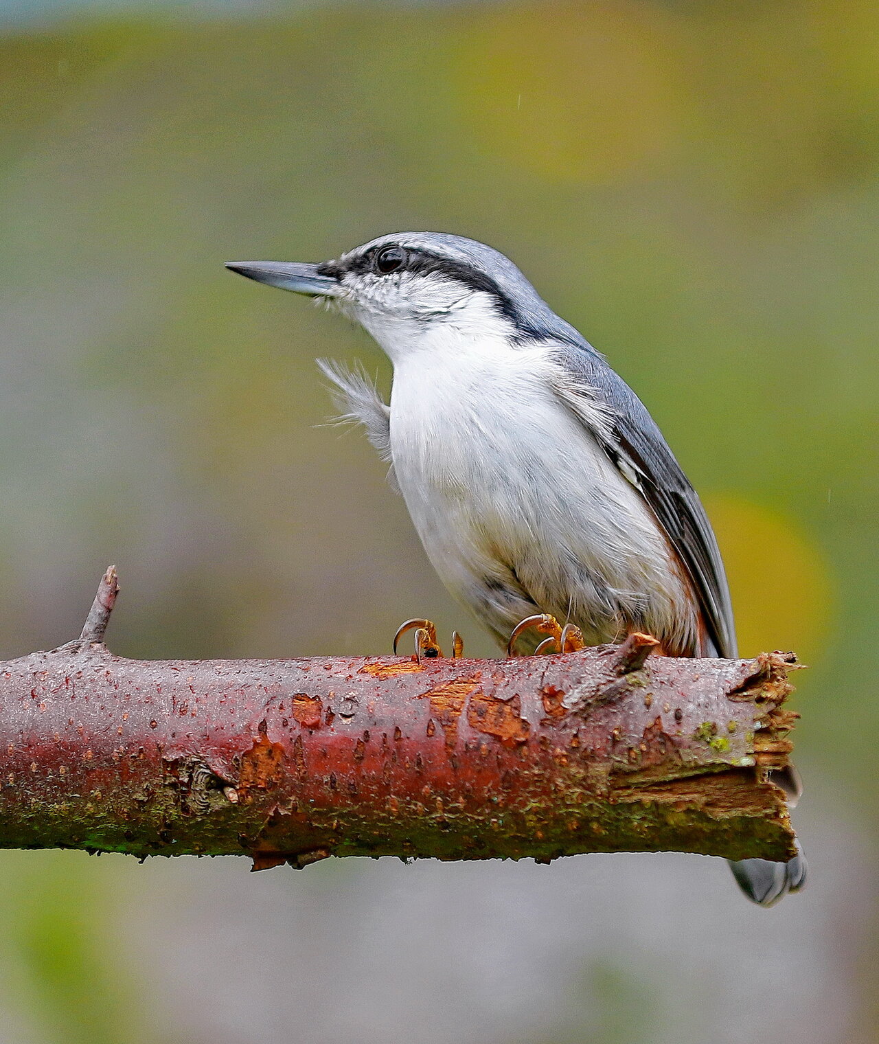 про поползня