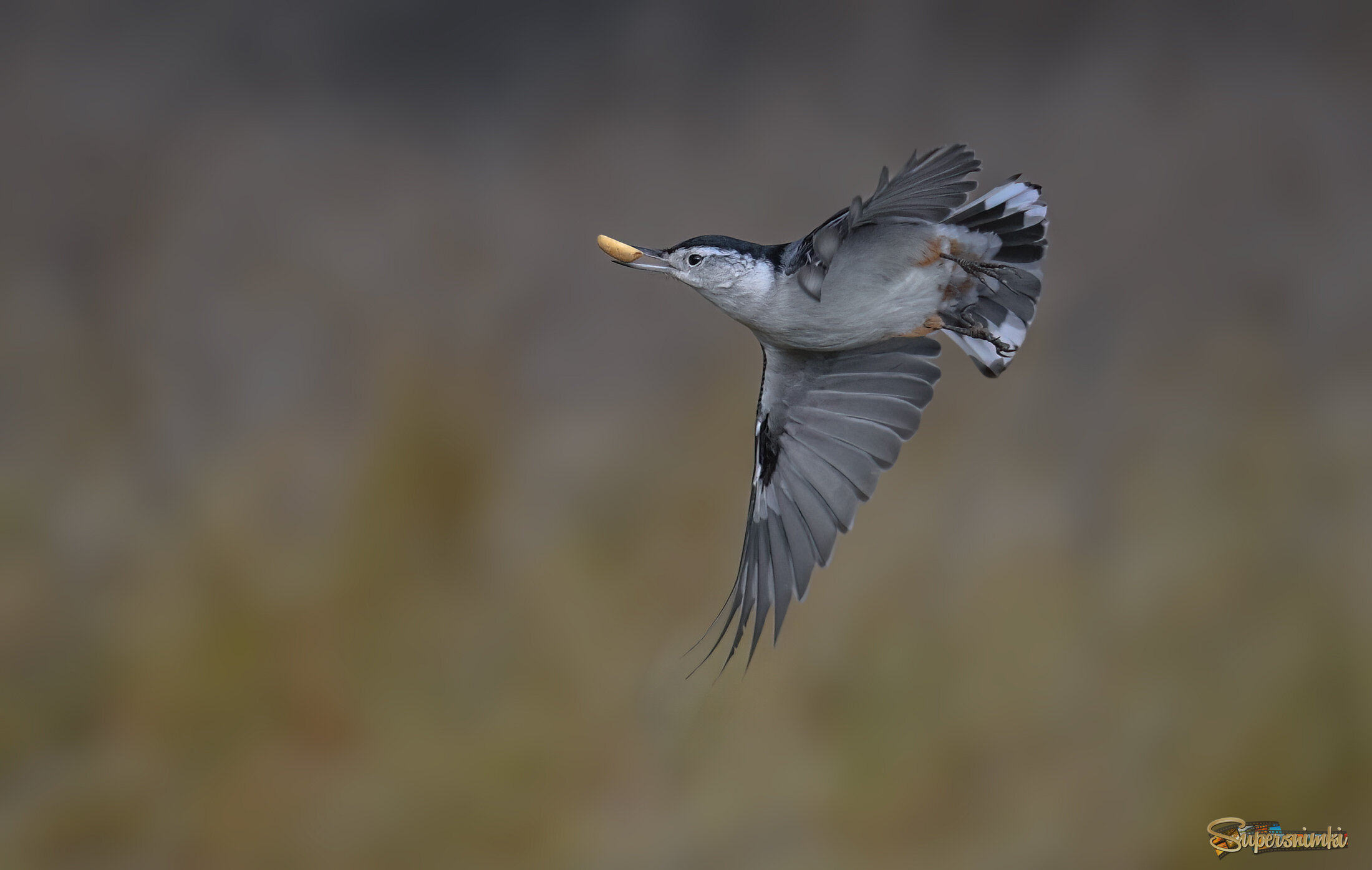 White-breasted Nuthatch