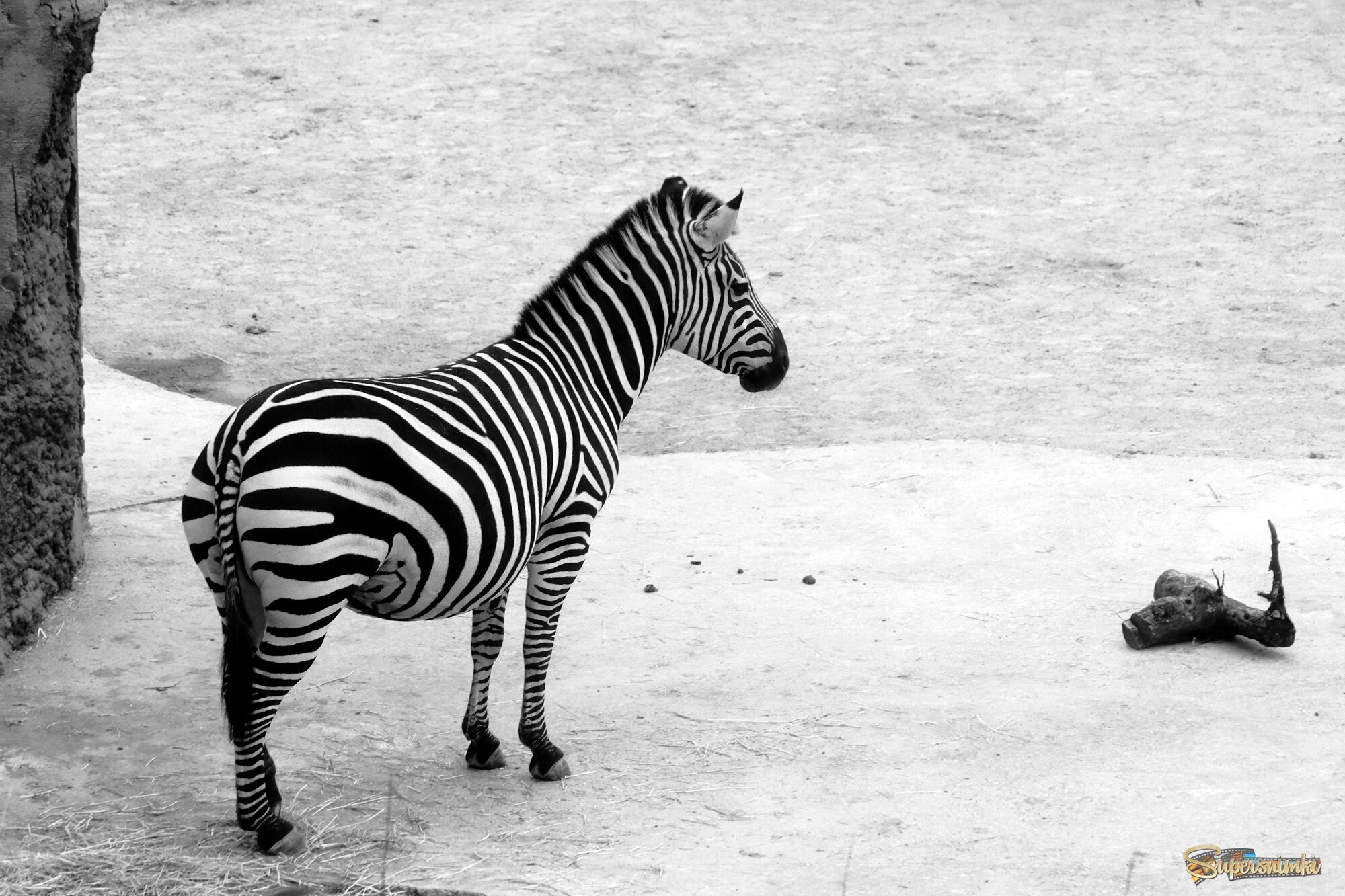 Минимализм